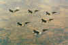 RTAF-84060.jpg (44524 Byte)