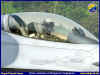 RTAF-84292.jpg (73198 Byte)